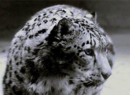 Симоволом Азиады станет снежный барс