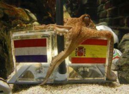 Осьминог пока угадал все