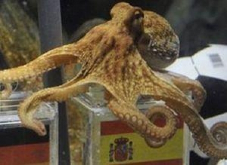 Пауль обонкротил некоторые букмекерские