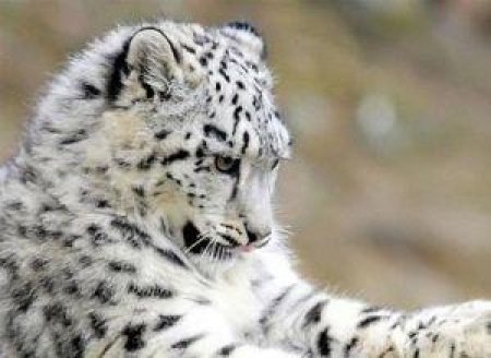 Динамичное шоу «Алга, Азиада!» увидят казахстанцы на «Хабаре»