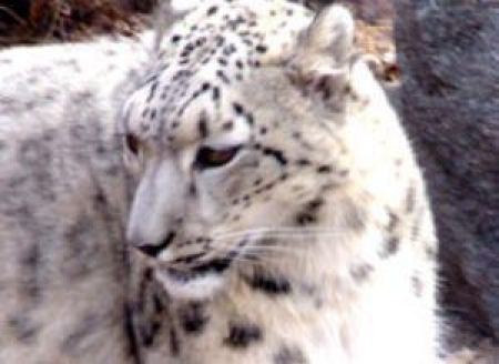 Символ Азиады