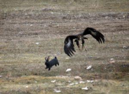 В мастерстве спортивной охоты померились лучшие беркутчи страны
