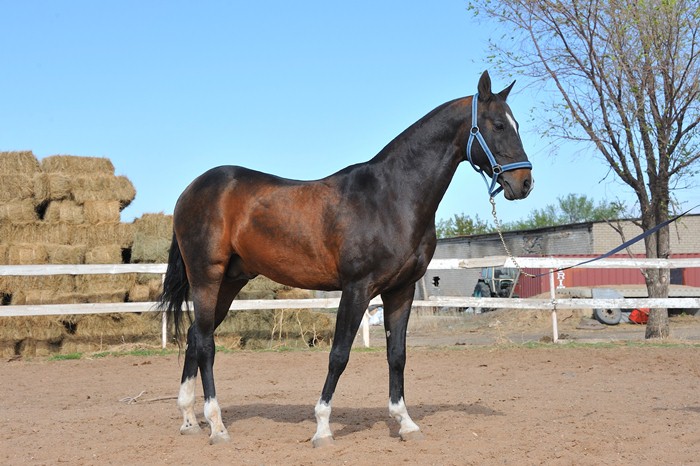 Полонез — лучший жеребец