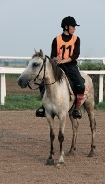 Результаты дистанционных пробегов по конному спорту