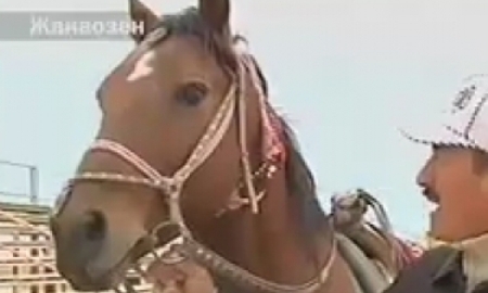 Адайские скакуны могут принять участие в Чемпионате мира 2014