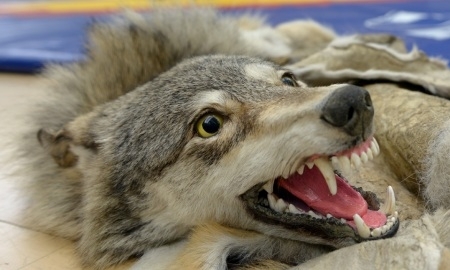 Еще две области в «Қазақстан Барысы»