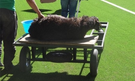 «Шахтер» провёл обряд жертвоприношения