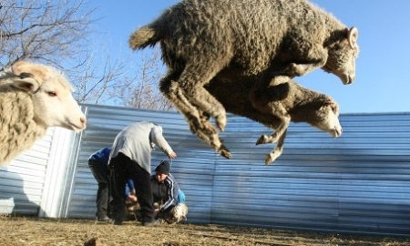 Защитники животных обратились к Платини в связи с ритуалом «Шахтера»