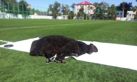 Сегодня в Уральске на стадионе футболисты ФК «Акжайык» принесут в жертву черную овцу