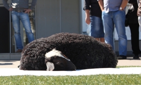 Уральский баран был принесен в жертву ради победы «Шахтера» над «Селтиком»