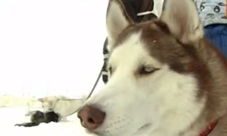 Соревнования по гонкам на собачьих упряжках прошли в Карагандинской области