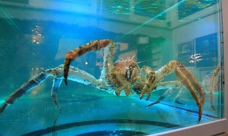 Краб Петрович отказался делать предсказание на игру США — Казахстан