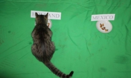 Уральская кошка Сюзи предсказывает итоги матчей ЧМ-2014