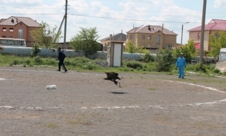 Мастер-класс для юных беркутчи провели в Караганде