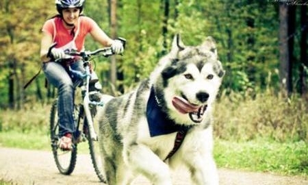 В Усть-Каменогорске пройдут «Большие гонки» с собаками