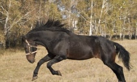 Казахстанцы стартуют на Всемирных играх кочевников