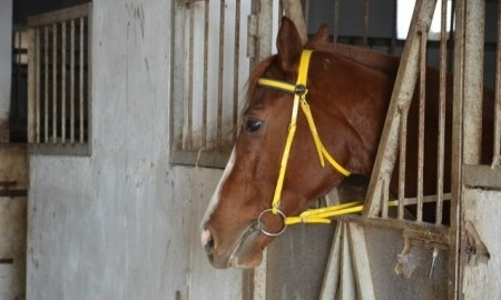 Мангистауский конный клуб выставляют на торги 