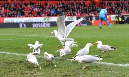Соперник «Кайрата» ищет помощи в решении проблемы атак чаек во время проведения матчей