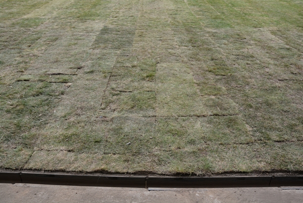 Кажымукан Демеуов: «Поле готово на сто процентов»