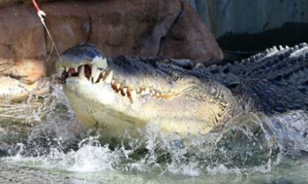 Видео с проведения крокодилом жеребьевки матча Кубка Дэвиса между Австралий и Казахстаном