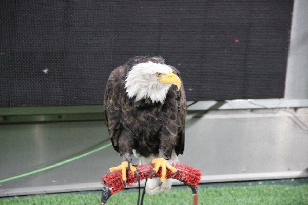 Дебют на краю Европы