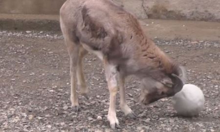 Кызылординским архаром-футболистом заинтересовалась полиция