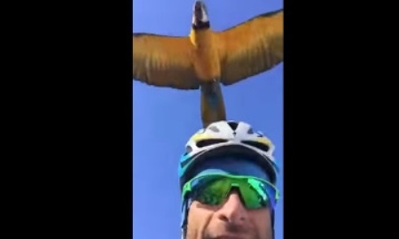 За велогонщиком «Астаны» увязался говорящий попугай ара