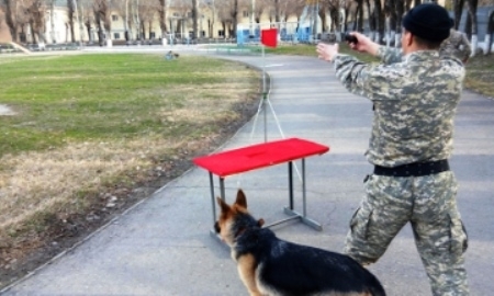 Кинологи военной полиции ВС РК готовятся к участию в «Дог биатлоне»