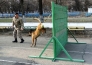 Кинологи военной полиции ВС РК готовятся к участию в «Дог биатлоне»
