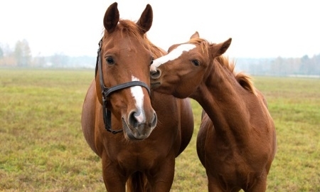Казахстан может получить статус страны, свободной от болезней лошадей
