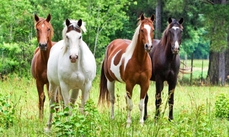 МЭБ разрешил Казахстану развивать спортивное коневодство