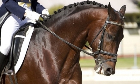 В Алматинской области пройдут соревнования по конному спорту на Кубок Президента РК