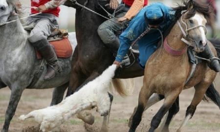 Кокпаристы Казахстана разгромили Китай на Всемирных играх кочевников