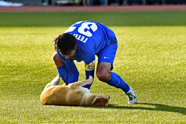 Рыжий пес выбежал на поле во время матча «Иртыш» — «Астана»