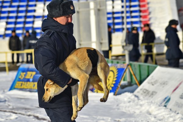 Рыжий пес выбежал на поле во время матча «Иртыш» — «Астана»