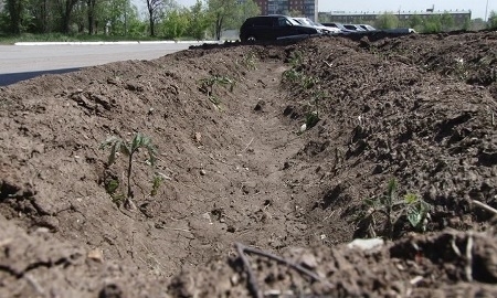 У стадиона «Металлург» в Темиртау высадили помидоры и морковь