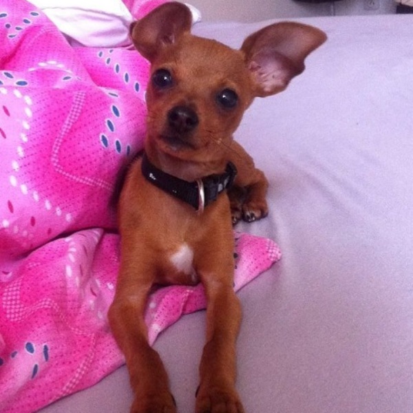 «Чешский Роналду». Девять фактов о новичке «Тобола» Вухе