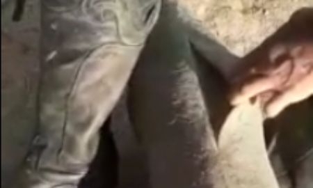 Муляж туши козла, выданный сборной Кыргызстана в Астане, порвался через десять минут тренировки