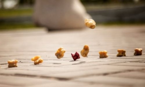 Асык ату предложили включить в список культурного наследия ЮНЕСКО