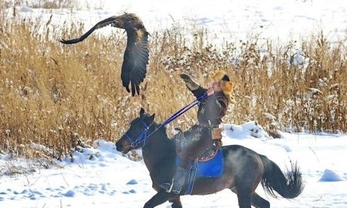 Турнир по соколиной охоте стартовал на алматинском ипподроме