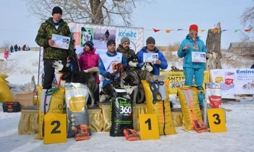 Первые международные гонки на собачьих упряжках прошли в Павлодаре
