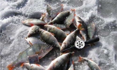 В Темиртау пройдет чемпионат мира по спортивному лову рыбы