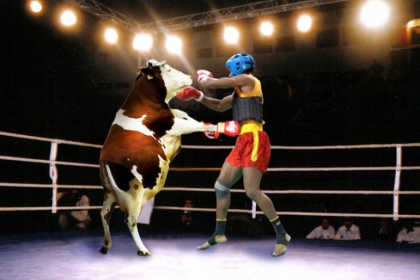 Праздничный торт со шприцами в мясе. Фанаты продолжают троллить соперника Головкина «Канело»