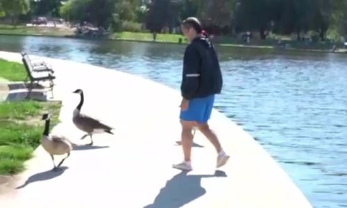 Как «GGG среди женщин» подобно Рокки и Рою Джонсу за гусями гонялась