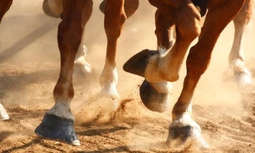 20 тысяч долларов принесла всаднику лошадь Карагоз из Западно-Казахстанской области