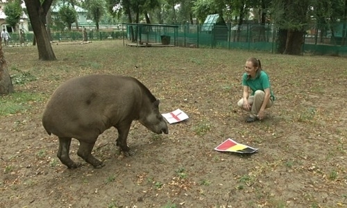 В Алматы тапир по кличке «Мартин» предсказал исход финала ЧМ-2018