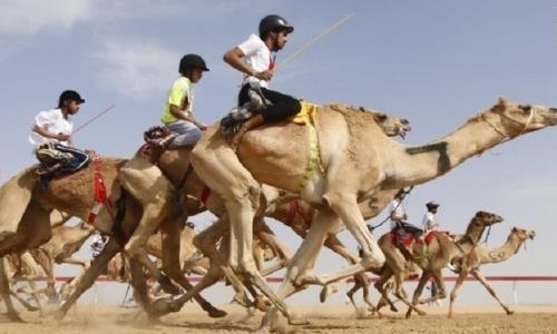 В Туркестанской области в рамках международного фестиваля пройдут верблюжьи и автогонки