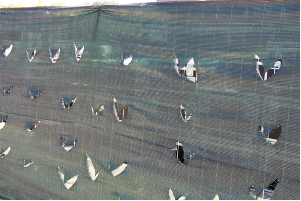 Концерт Робби Уильямса и «переводчик» Петреску. Чем живет Клуж-Напока накануне матча «Астаны» в Лиге Чемпионов