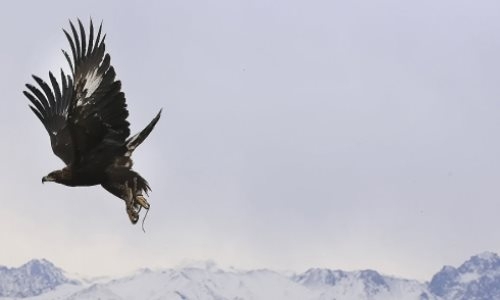 Петропавловск готовится принять необычный чемпионат Казахстана