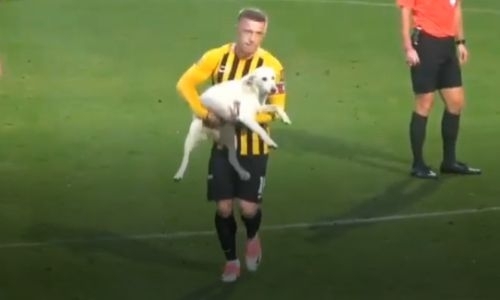 Неожиданный гость выбежал на поле во время матча «Кайрата» в Турции, его пришлось уносить на руках. Видео